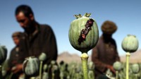 Opium plantation in Afghanistan