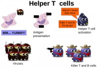 Helper T cells' workflow