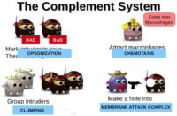 How the complement system works