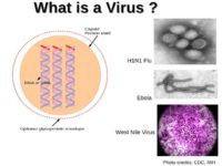 Structure of a bio virus