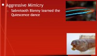 Aggressive mimicry by Sabretooth Blenny